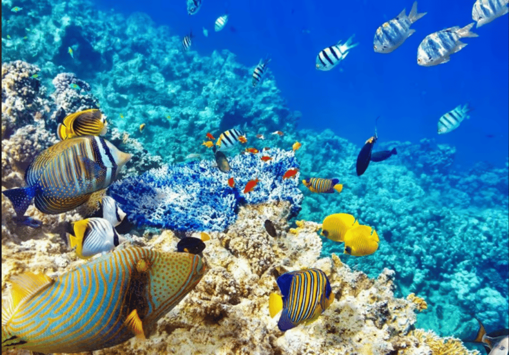 Zanzibar: Snorkeling at blue lagoon & Star fish tour | ®ExcursionMania - Image 8