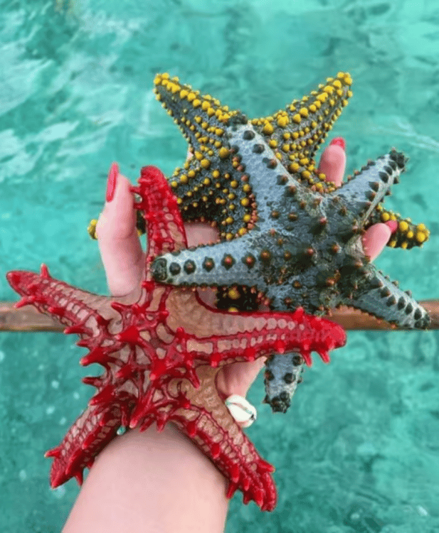 Zanzibar: Snorkeling at blue lagoon & Star fish tour | ®ExcursionMania - Image 1