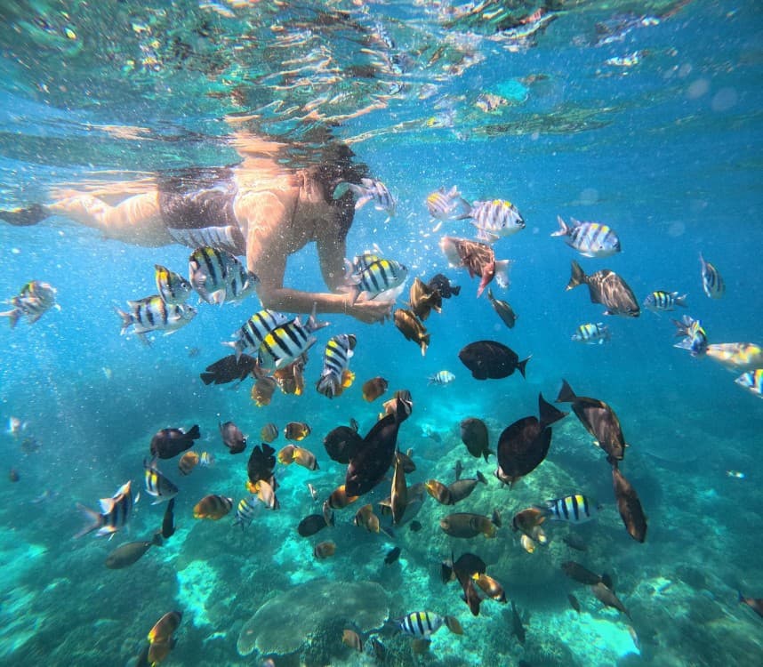 Bali Blue Lagoon Snorkeling with Private Transfer & Lunch | ®ExcursionMania - Image 3
