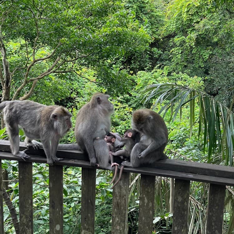 Ubud - All Inclusive Private Day Tour | ®ExcursionMania - Image 7