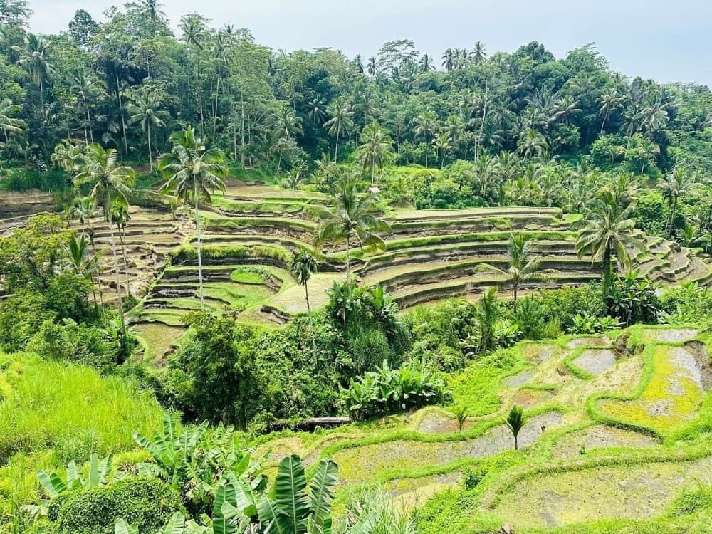 Ubud - All Inclusive Private Day Tour | ®ExcursionMania - Image 8