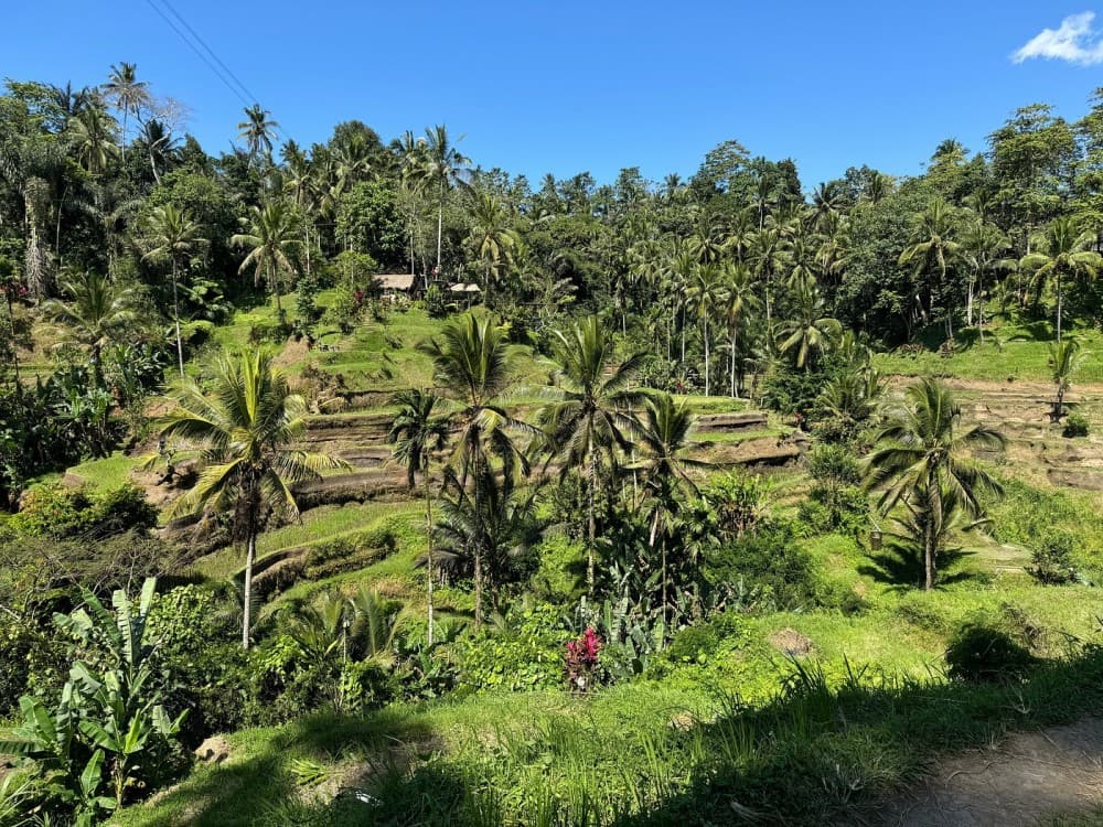 Ubud - All Inclusive Private Day Tour | ®ExcursionMania - Image 10