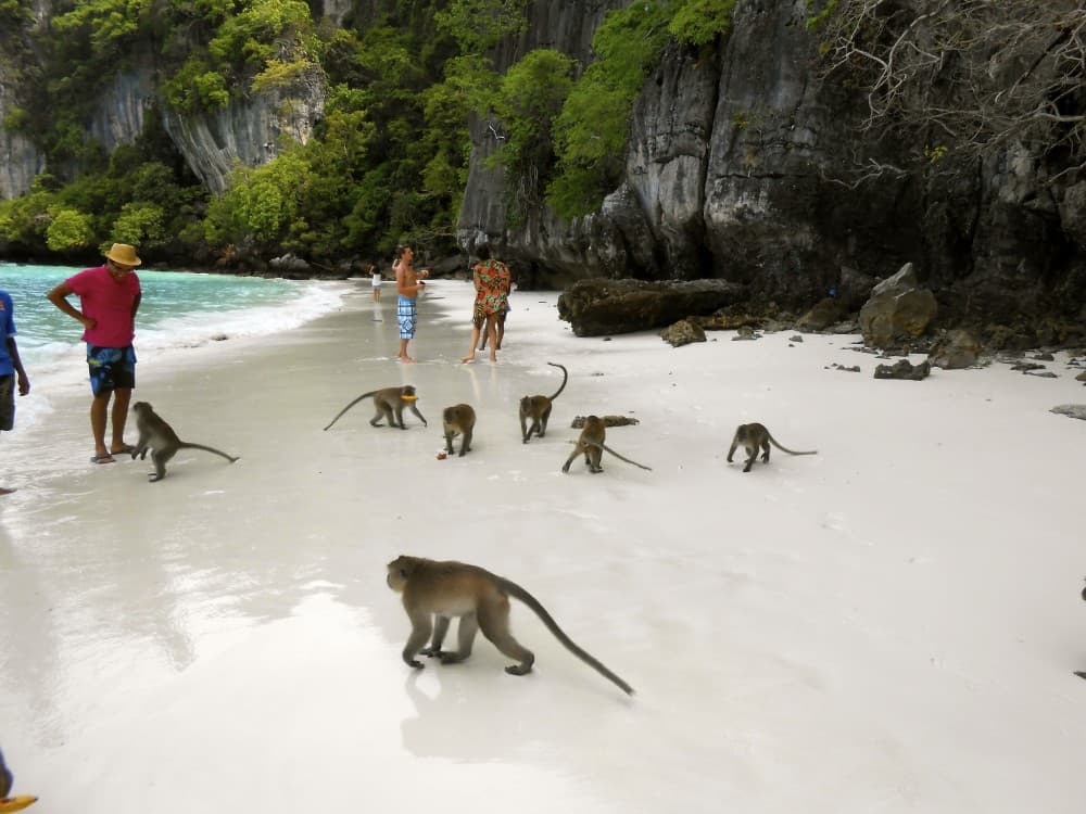 Dolphin Tour, Ngonga Cave, Monkeys, Paje Beach, The Rock | ®ExcursionMania - Image 7