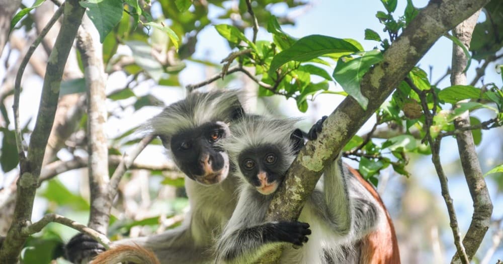 The Rock Restaurant, Jozani Forest, Horseback Riding Tour | ®ExcursionMania - Image 4