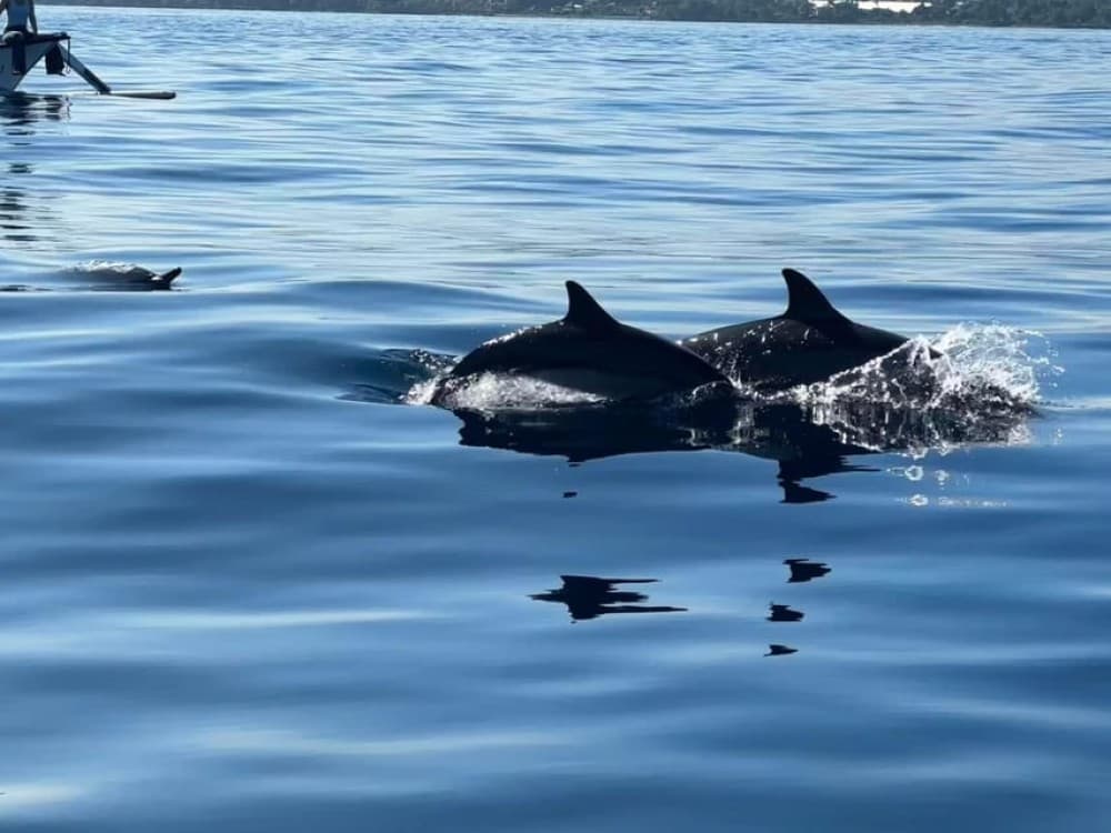 North Bali: Dolphin, Ulun Danu Temple, & Banyumala Waterfall | ®ExcursionMania - Image 4