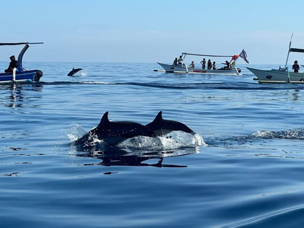 Bali: Dolphin Swimming Tour with ATV Quad Bike & Waterfall | ®ExcursionMania - Image 4