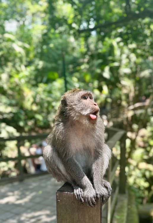 All-Inclusive Private Ubud and Tanah Lot Temple Tour | ®ExcursionMania - Image 3