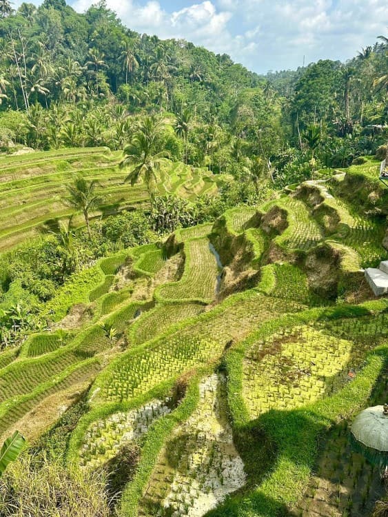 All-Inclusive Private Ubud and Tanah Lot Temple Tour | ®ExcursionMania - Image 10