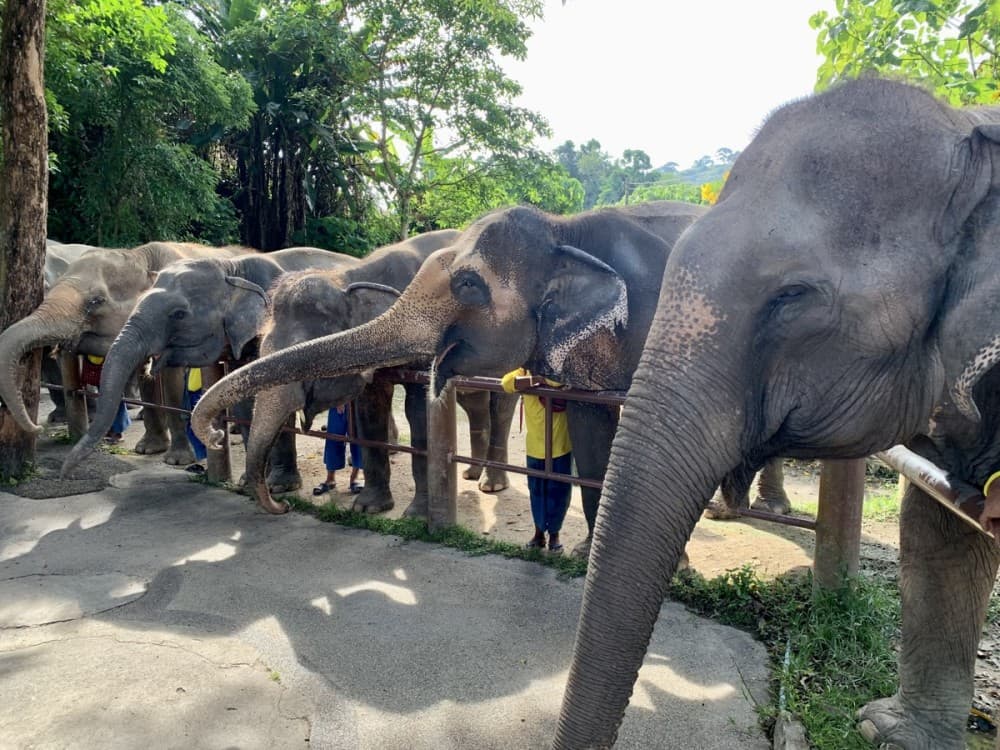 Phuket: Phuket Elephant Care Sanctuary ECO Tour | ®ExcursionMania - Image 3
