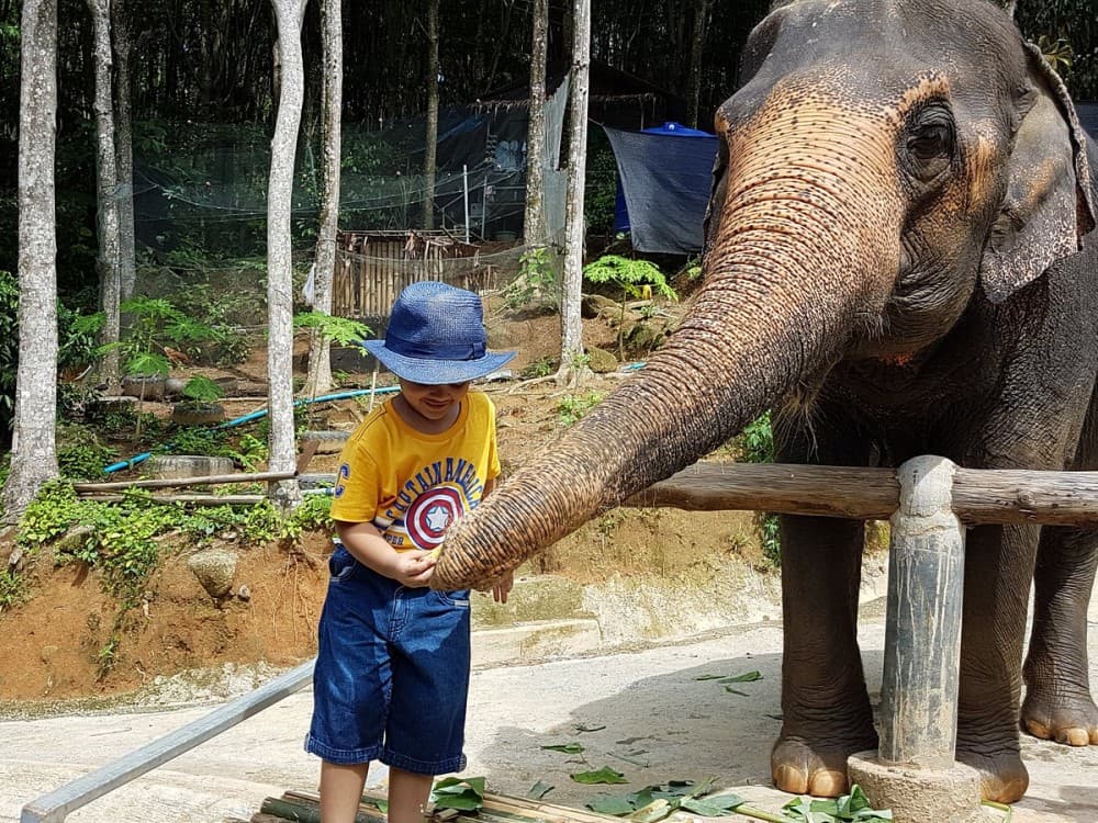 Phuket: Phuket Elephant Care Sanctuary ECO Tour | ®ExcursionMania - Image 4