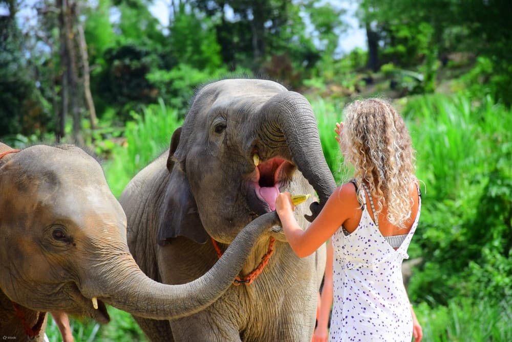 Phuket: Phuket Elephant Care Sanctuary ECO Tour | ®ExcursionMania - Image 6
