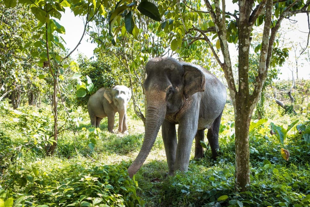 Phuket: Phuket Elephant Care Sanctuary ECO Tour | ®ExcursionMania - Image 8