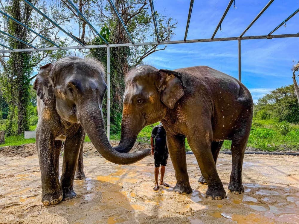Phuket: Phuket Elephant Care Sanctuary ECO Tour | ®ExcursionMania - Image 9
