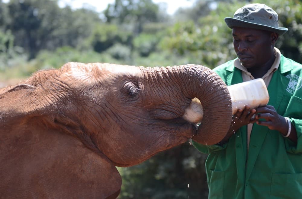 Phuket: Feeding Elephants at Phuket Elephant Care | ®ExcursionMania - Image 2