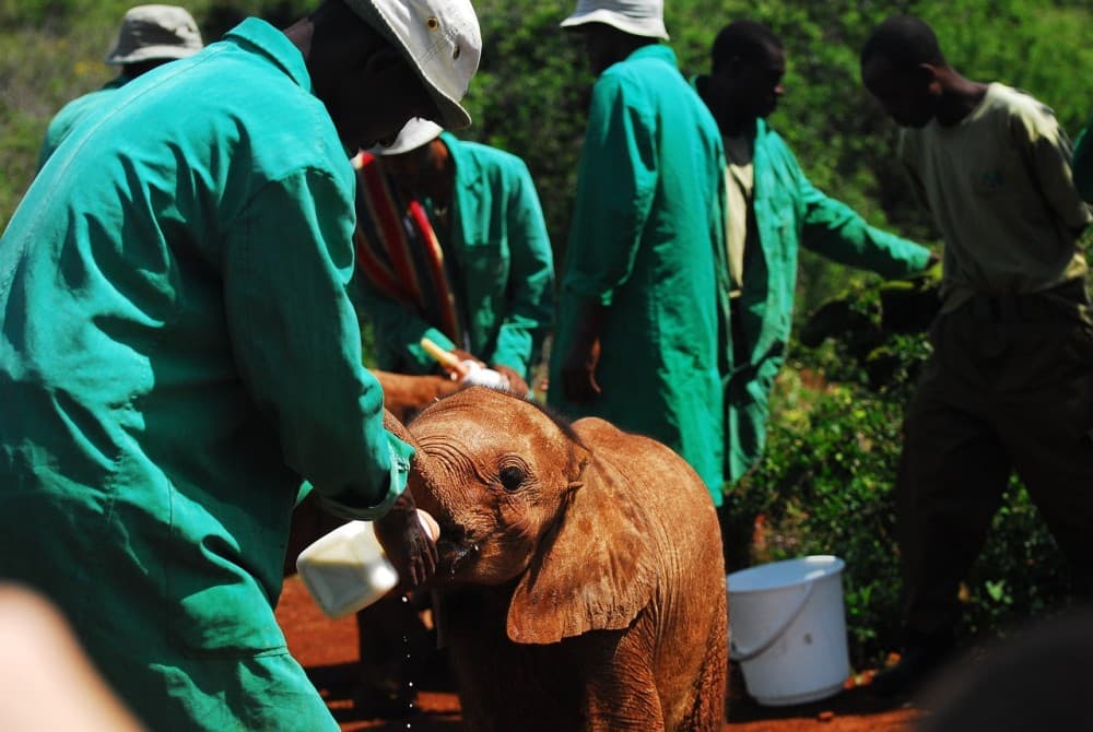 Phuket: Feeding Elephants at Phuket Elephant Care | ®ExcursionMania - Image 3