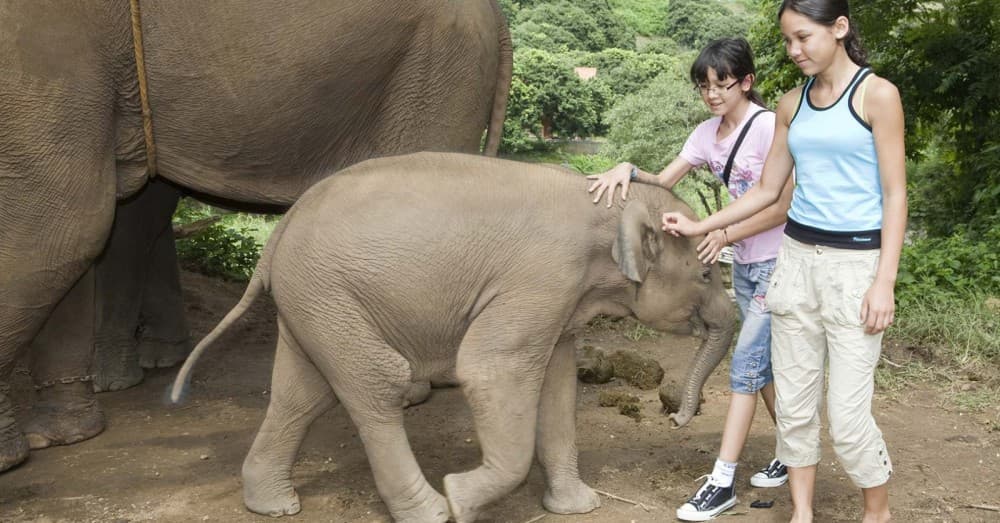 Phuket: Feeding Elephants at Phuket Elephant Care | ®ExcursionMania - Image 4