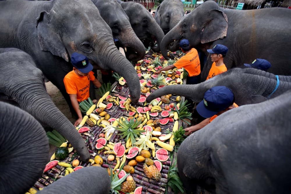 Phuket: Feeding Elephants at Phuket Elephant Care | ®ExcursionMania - Image 7