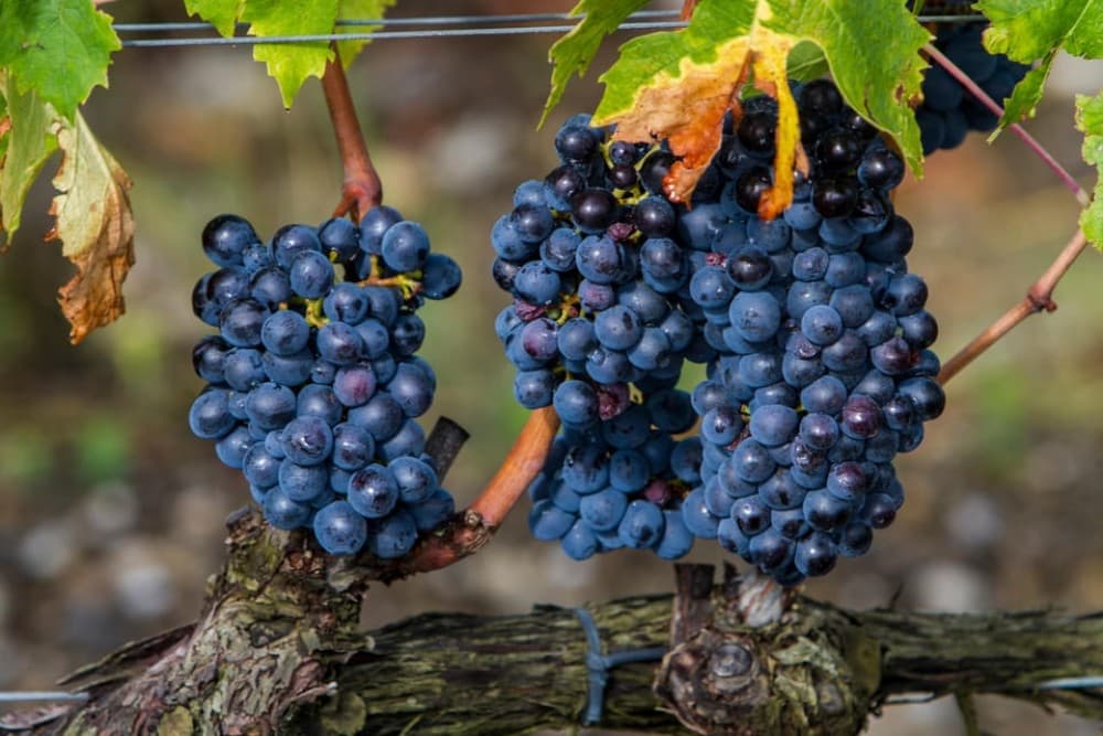 From Roma: Montepulciano and Montalcino, on the Wine Routes | ®ExcursionMania - Image 9