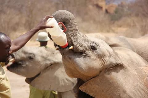 Phuket City Tour with ATV Adventure and Elephant Feeding | ®ExcursionMania - Image 1