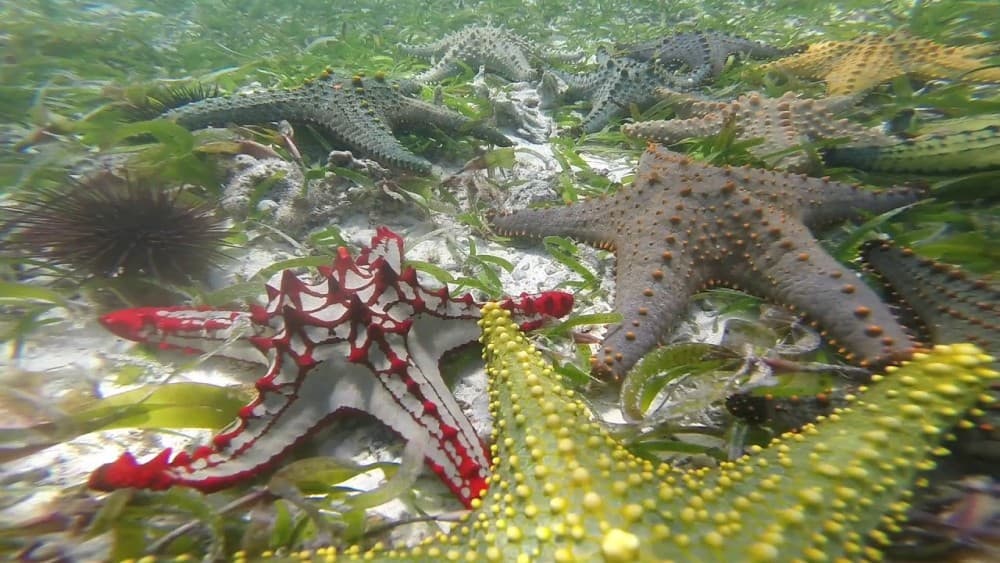 Blue Lagoon, Starfish Tour, The Rock, Paje Beach, Jozani | ®ExcursionMania - Image 6