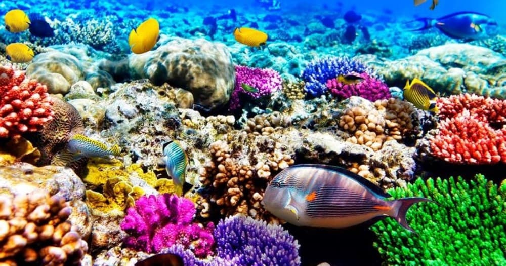 Blue Lagoon, Starfish Tour, The Rock, Paje Beach, Jozani | ®ExcursionMania - Image 7