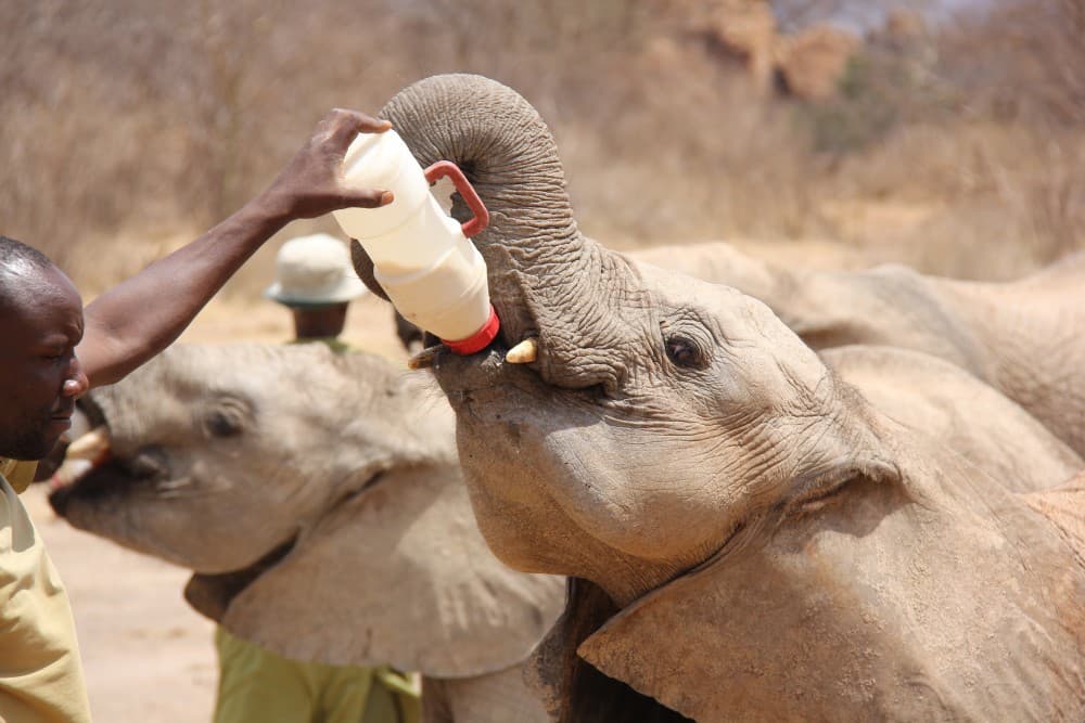 Phuket City Tour with Night Market Visit & Elephant Feeding | ®ExcursionMania - Image 6