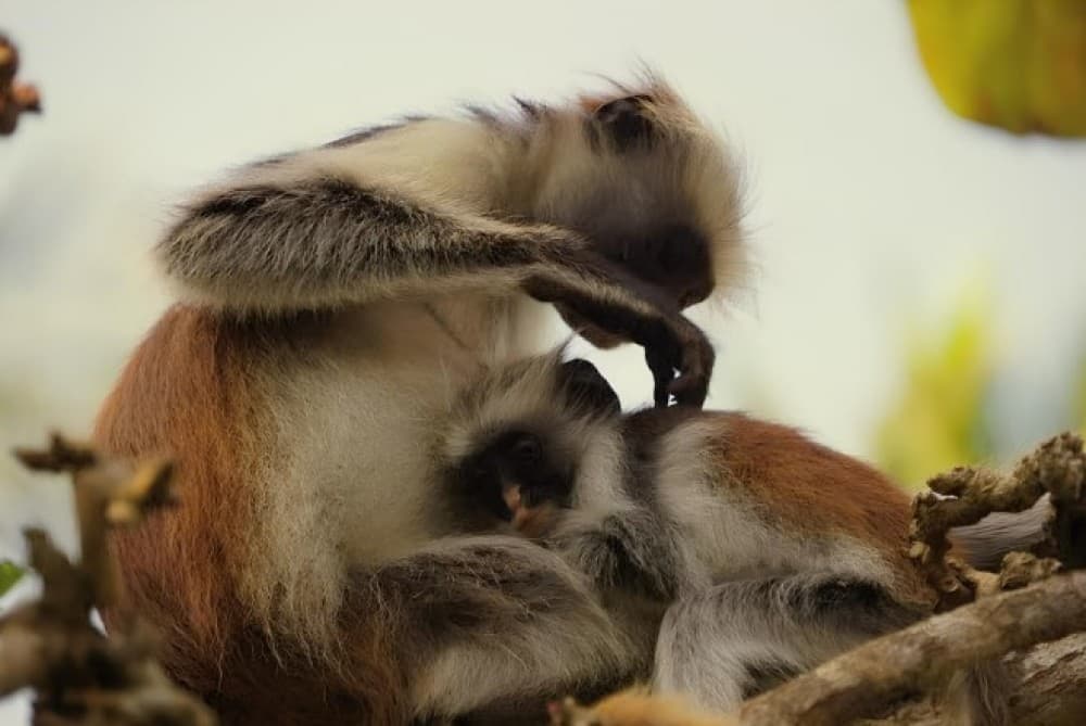 Zanzibar: Jozani Forest, Kuza Cave & Blue Lagoon | ®ExcursionMania - Image 2