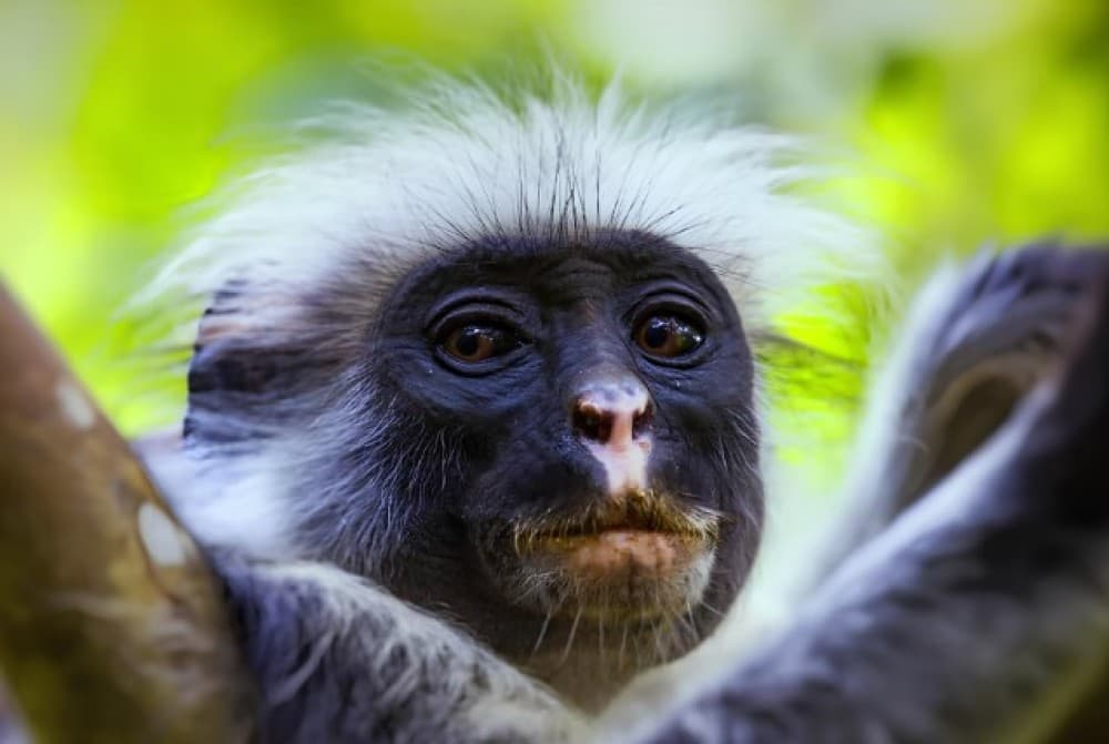 Zanzibar: Jozani Forest, Kuza Cave & Blue Lagoon | ®ExcursionMania - Image 3