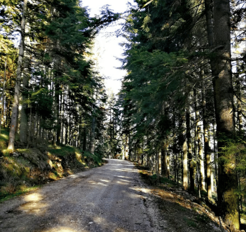 From Belgrade: Tara NP & Drina river & House on the Drina | ®ExcursionMania - Image 6