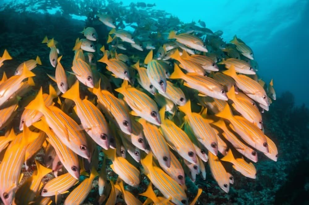 Zanzibar: Kuza Cave, Blue Lagoon, Starfish Tour | ®ExcursionMania - Image 5