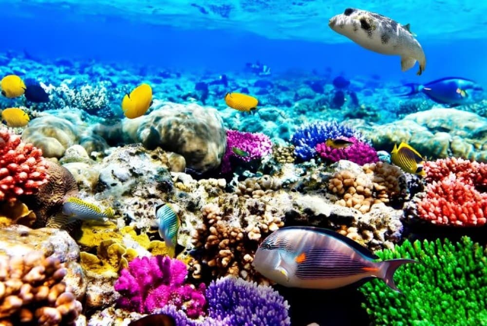 Jozani Forest, Blue Lagoon, Starfish, The Rock, Paje Beach | ®ExcursionMania - Image 6