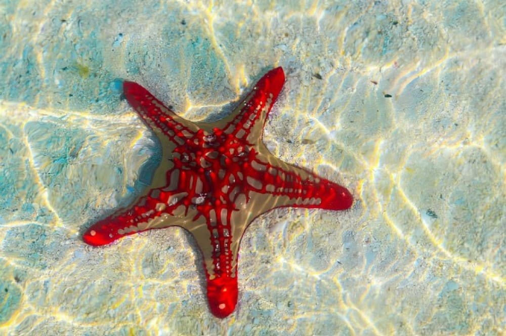 Jozani Forest, Blue Lagoon, Starfish, The Rock, Paje Beach | ®ExcursionMania - Image 7