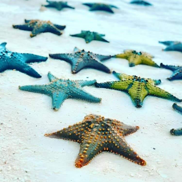 Jozani Forest, Blue Lagoon, Starfish, The Rock, Paje Beach | ®ExcursionMania - Image 9