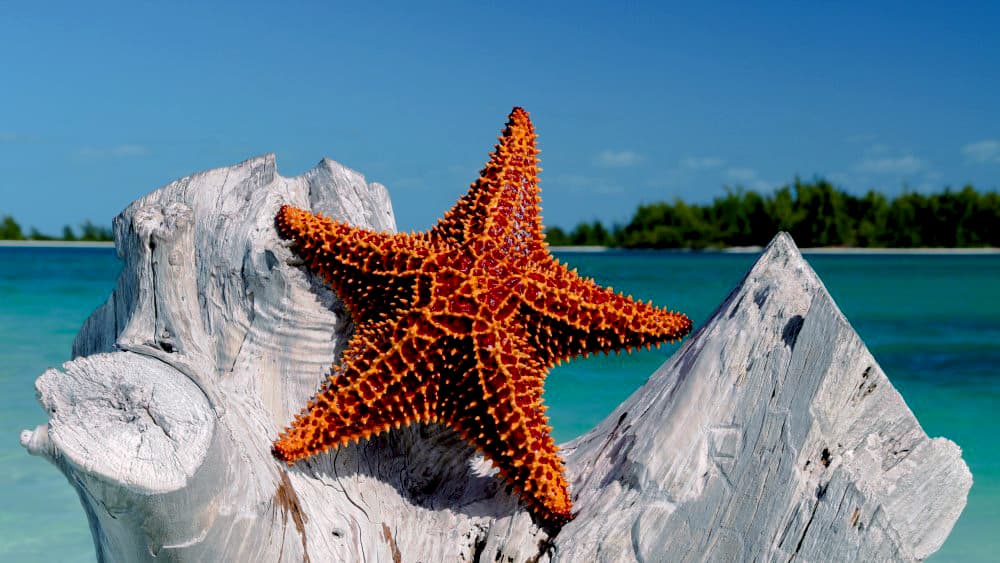 Kuza Cave, Starfish Tour, Blue Lagoon, The Rock, Paje Beach | ®ExcursionMania - Image 8