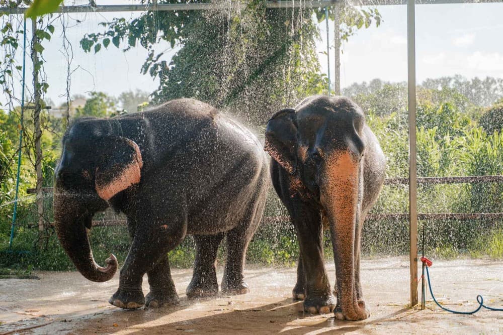 Phuket: Full-Day Elephant Explorer at Phuket Elephant Care | ®ExcursionMania - Image 2