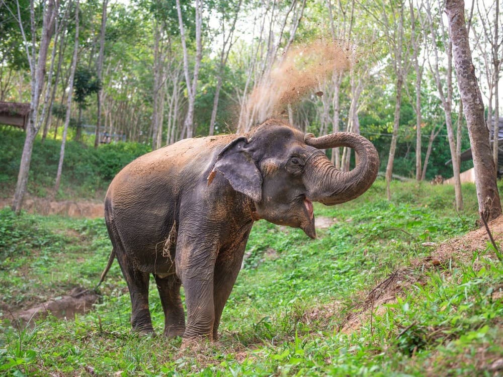 Phuket: Full-Day Elephant Explorer at Phuket Elephant Care | ®ExcursionMania - Image 5