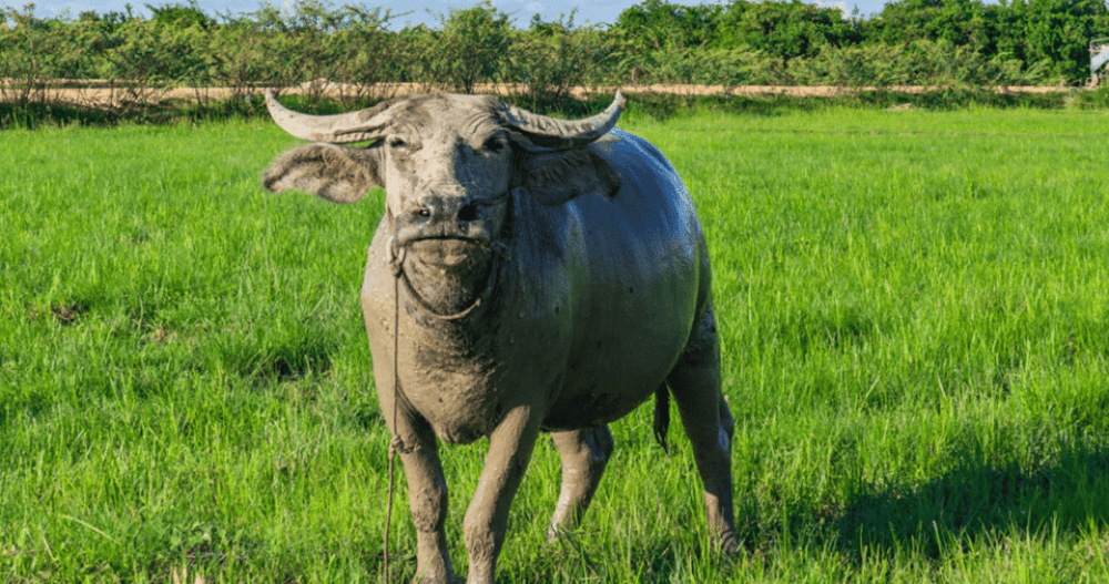 Siem Reap: Countryside Sunset Jeep Tour with Drinks | ®ExcursionMania - Image 3