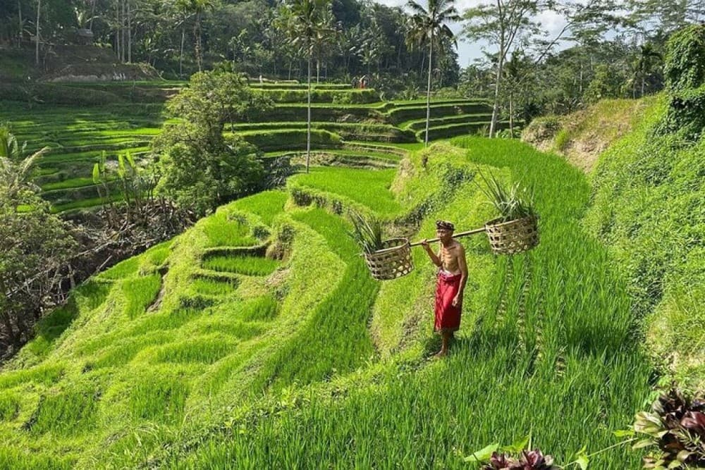 Ubud Day Tour : Waterfall, Temple and Local Night Market Tour | ®ExcursionMania - Image 5