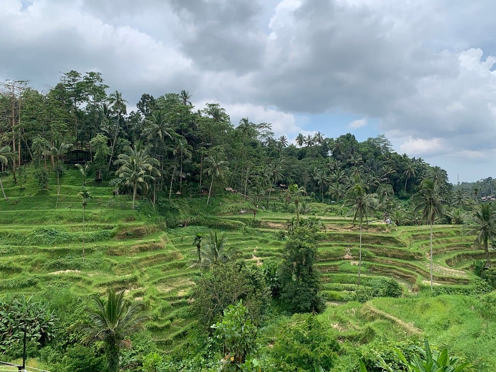 Best of Ubud Waterfalls, Tegalalang Rice Terrace and Swing Tour | ®ExcursionMania - Image 8
