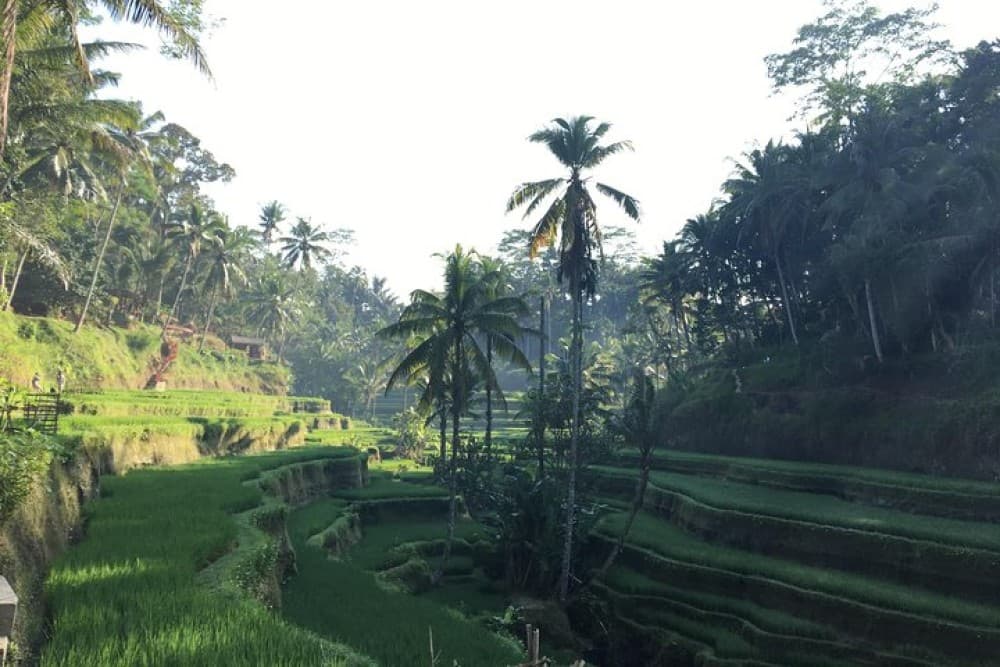 Best of Ubud Waterfalls, Tegalalang Rice Terrace and Swing Tour | ®ExcursionMania - Image 9