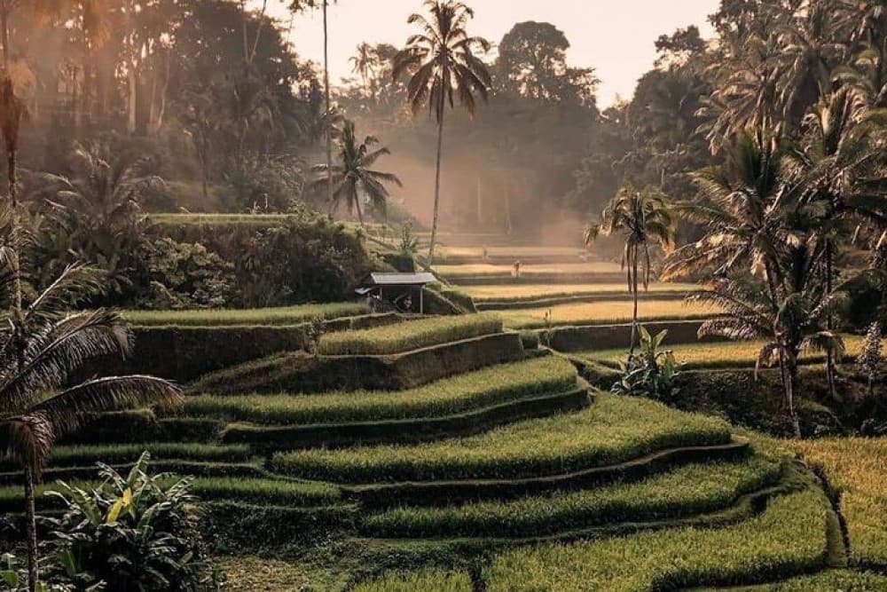 Best of Ubud Waterfalls, Tegalalang Rice Terrace and Swing Tour | ®ExcursionMania - Image 10