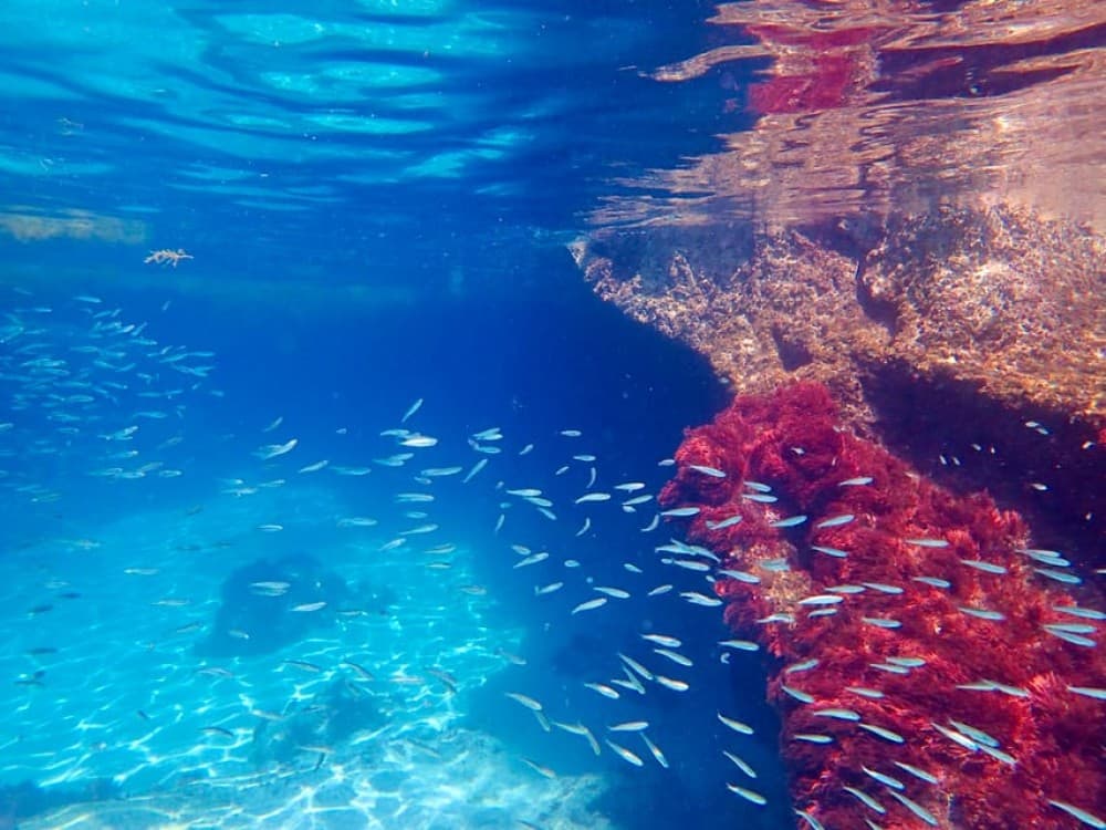 From Lisbon: Arrábida Natural Park Kayak Tour with Lunch | ®ExcursionMania - Image 2