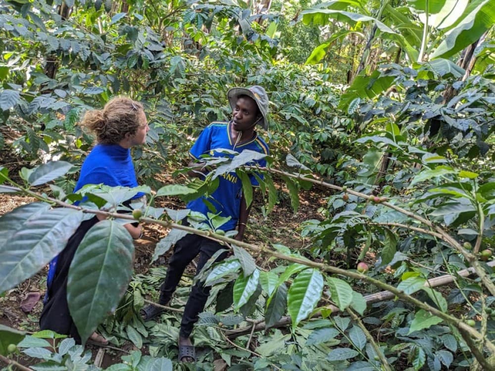 Arusha: Coffee Tour with Tasting and Farm Visit | ®ExcursionMania - Image 8