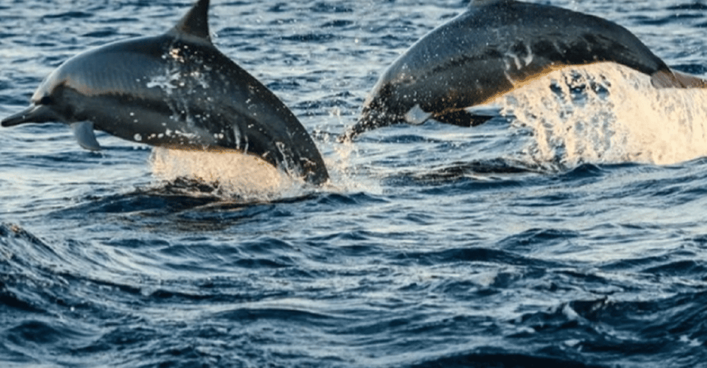 Best Lovina Sunrise Dolphins Watching Tour | ®ExcursionMania - Image 2