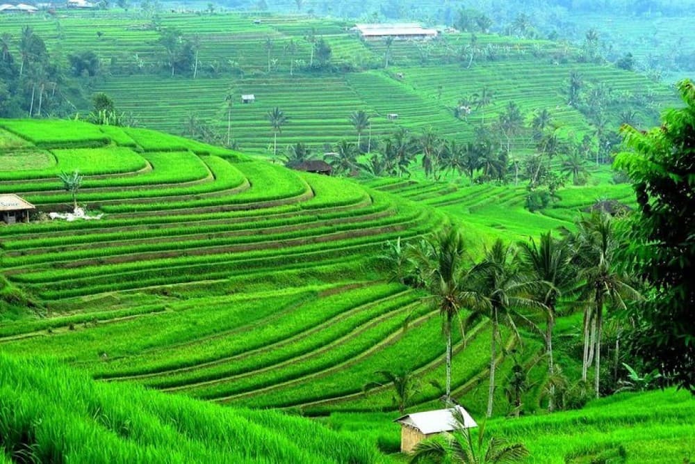 Ancient Temples and Jatiluwih Rice Terrace Private Tour | ®ExcursionMania - Image 7