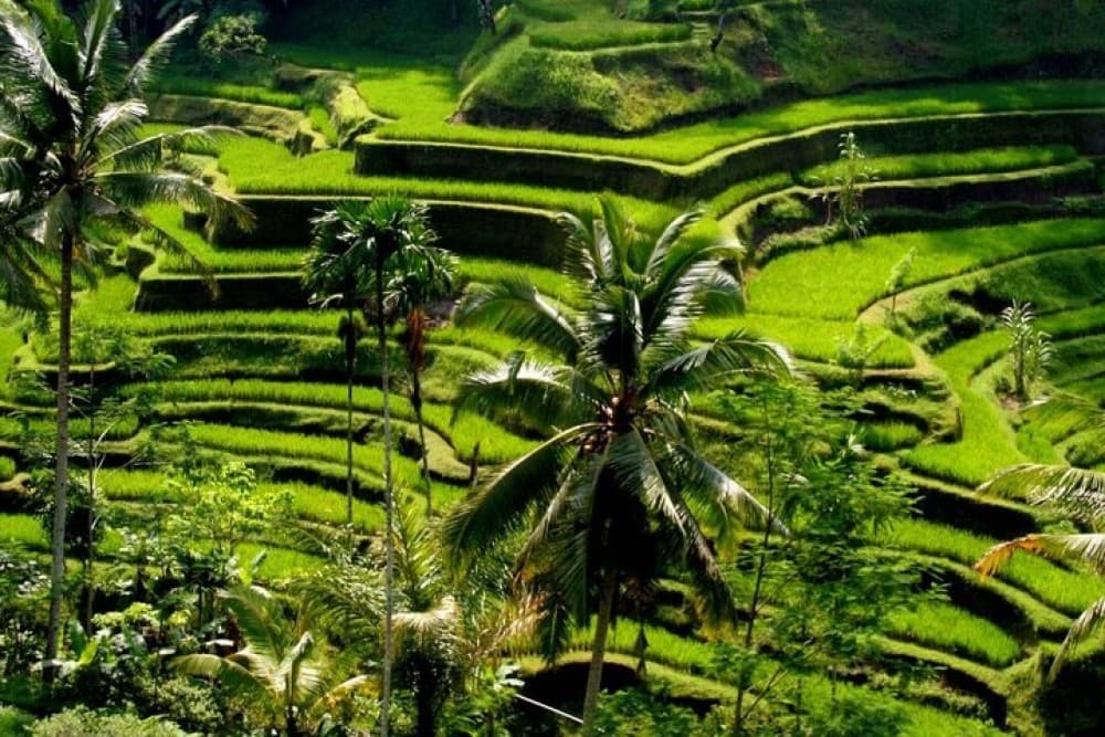 Bali Full-Day Traditional Village Sightseeing Trip All Inclusive | ®ExcursionMania - Image 3