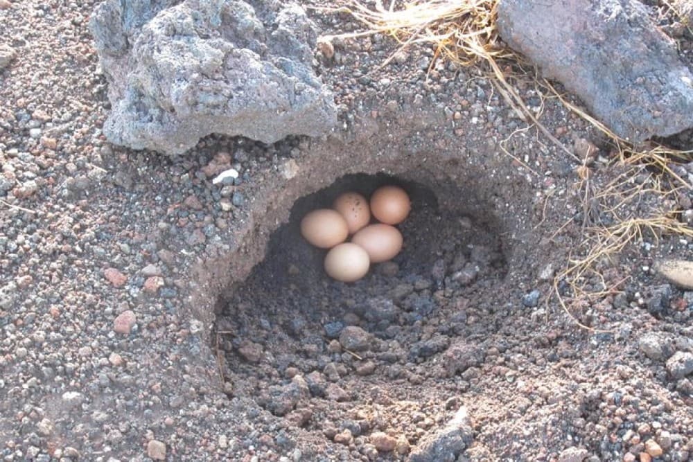 Mount Batur Sunrise Trekking With Breakfast | ®ExcursionMania - Image 4