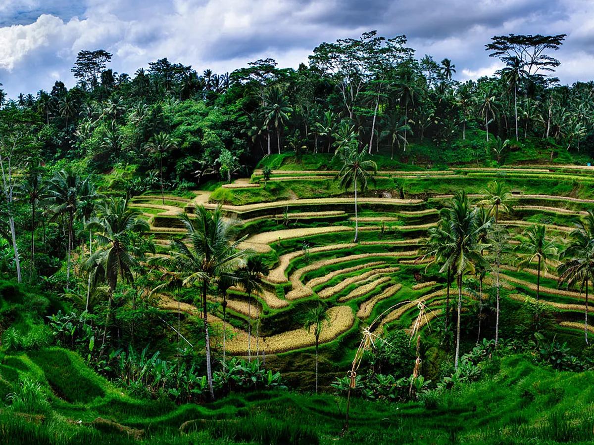 Full-Day Tour to Water Temples and UNESCO Rice Terraces in Bali | ®ExcursionMania - Image 9