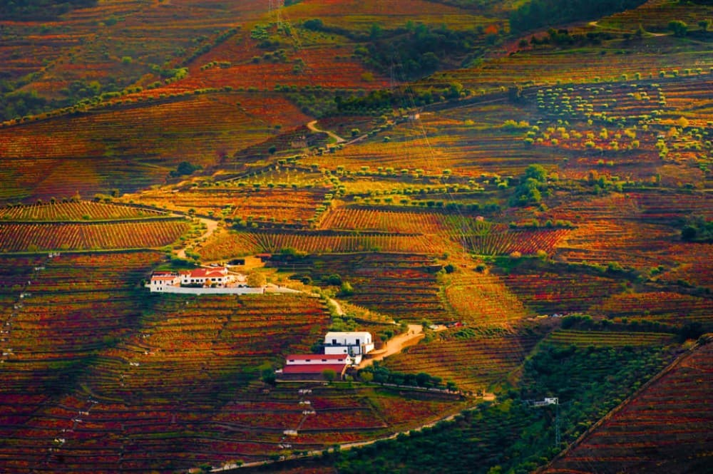 Porto: Douro Valley Wine Tour with a Sommelier & Boat Trip | ®ExcursionMania - Image 9
