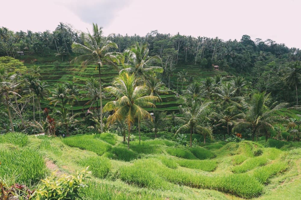 Ubud Top Attractions: Waterfalls, Temples and Rice Terraces | ®ExcursionMania - Image 1